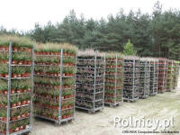 DREWEK nursery of ornamental trees and shrubs Poland